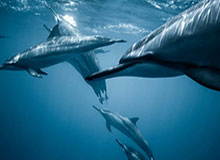 开云登录-IG接连两波致命掉点，WBG追回部分经济并拿下小龙